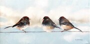 Juncos on a Wire